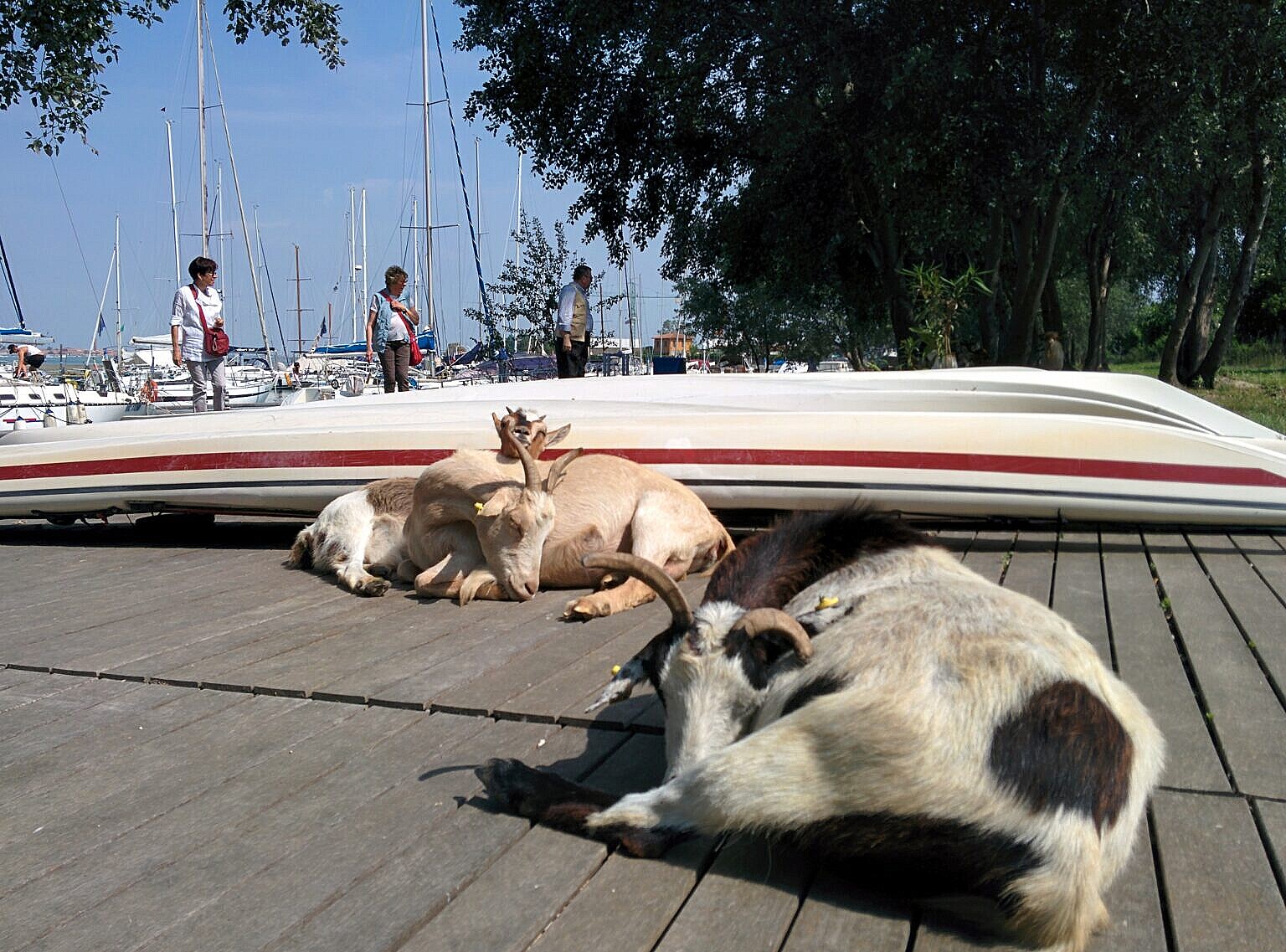 Goats resting between kayaks on the Certosa island
