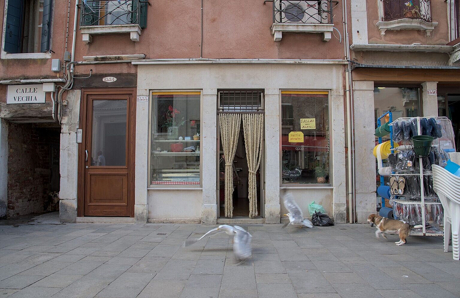 Dog and seagulls competing for the butcher's garbage in Via Garibaldi