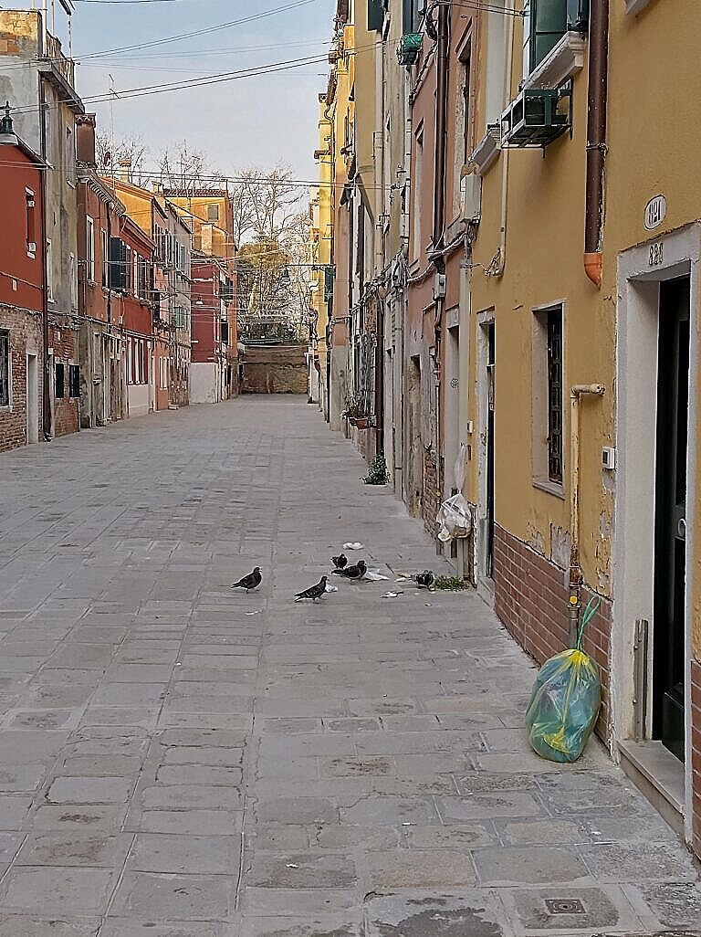 A photo of bags of garbage left in the street in Venice, being picked apart by birds.