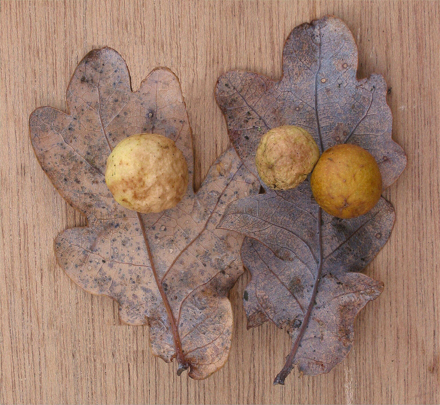 Galls on oak leaves