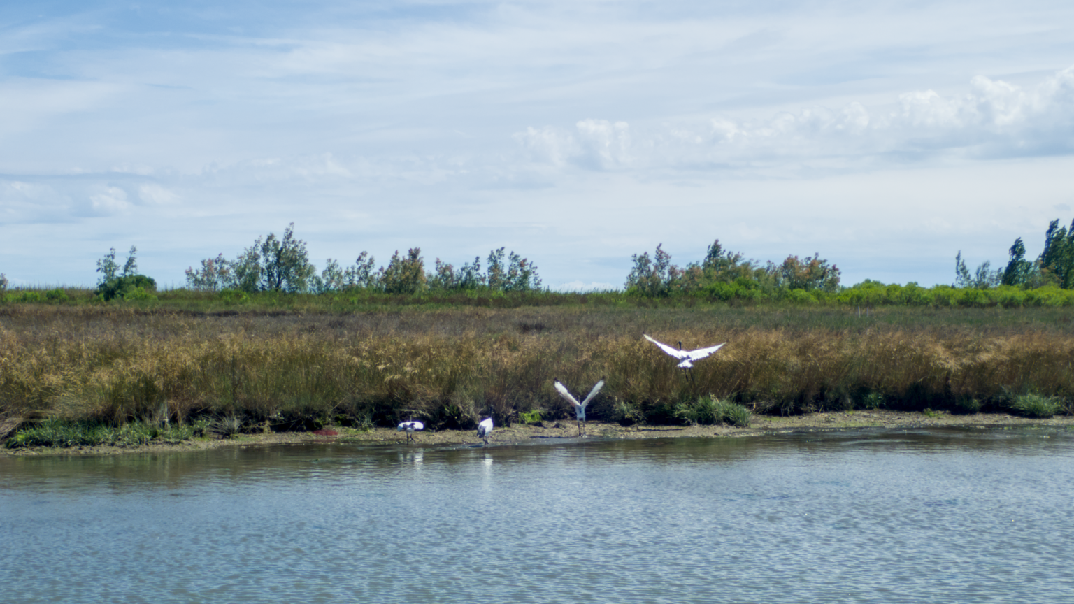 The shore of a marsh canal, with several large white birds taking flignt. The marsh is covered in green and brown vegetation, while the sky is mostly cloudy.