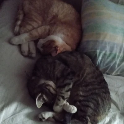 sunflowerinrain avatar